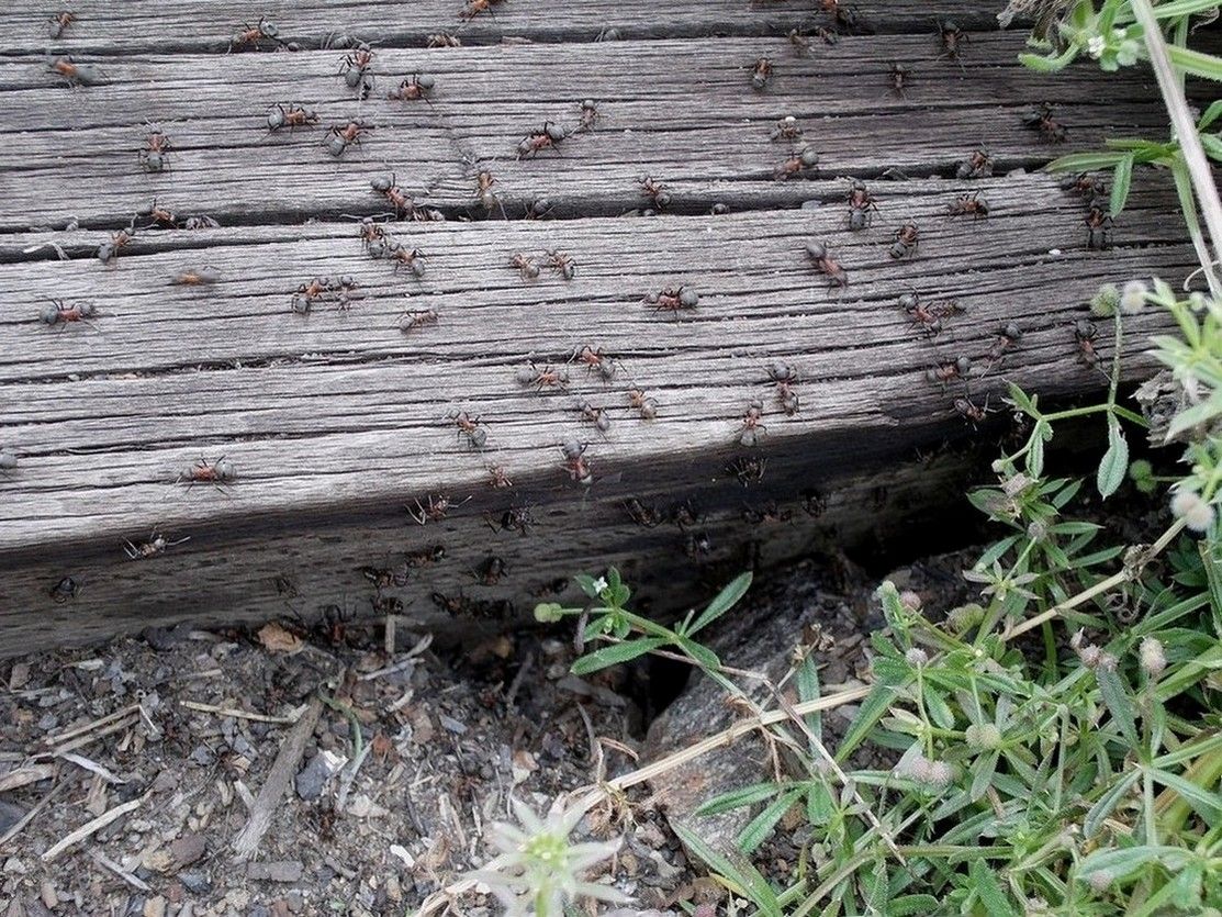 Mravenci z hnzdem pod pracem trati 161 u Rakovnka, 11.6.2011