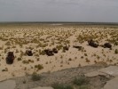Rezav lod na bvalm dn Aralskho jezera. Bval pstav Munyak, Uzbekistn.