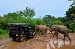 Nrodn park Udawalawe