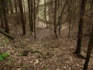 zez v lese II