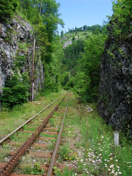 Normlnrozchodn slovensk zubaka