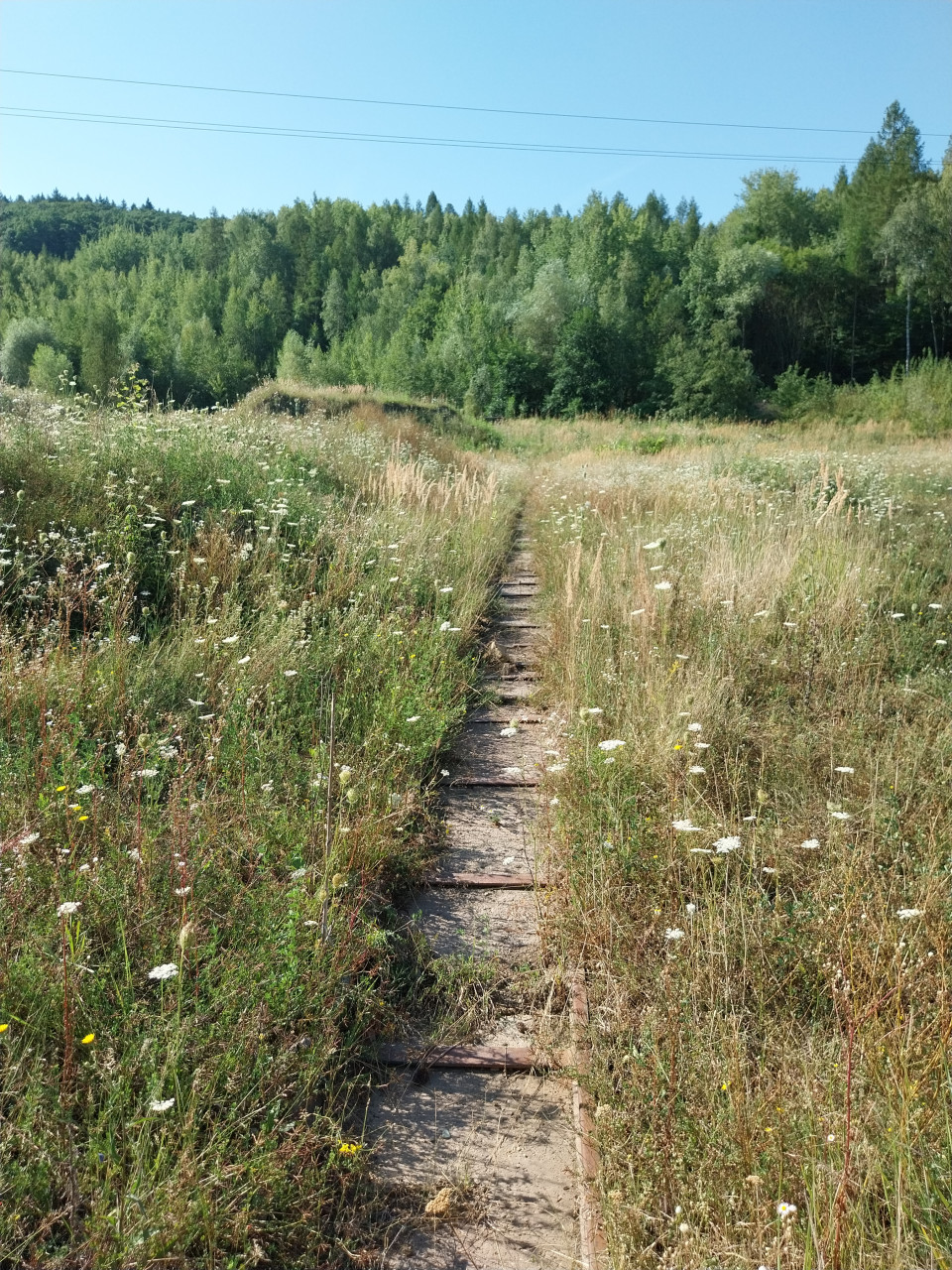 Zarostl zk koleje