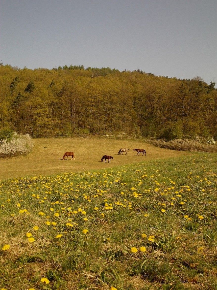 Konci ped Vr (od Berouna), 22.4.2011