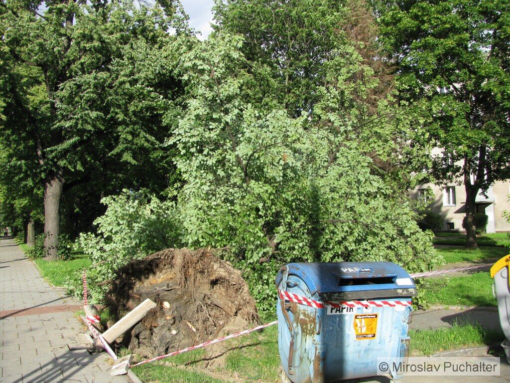 Spadl strom u ulice Olomouck nedaleko zastvky "Nemocnice". Ten vak za vpadek neme.