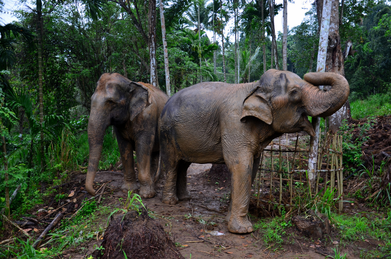 Molagoda - The Elephant Freedom Project