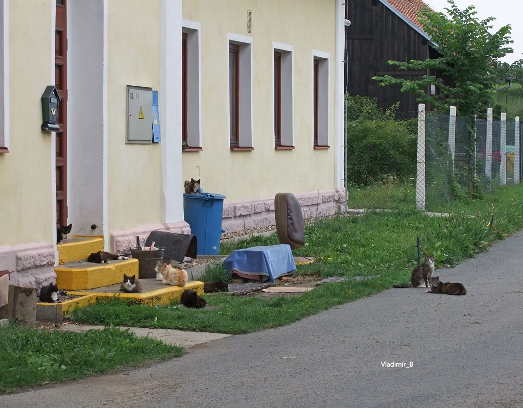 Zebau, hbf. 12.  koka je za popelnic