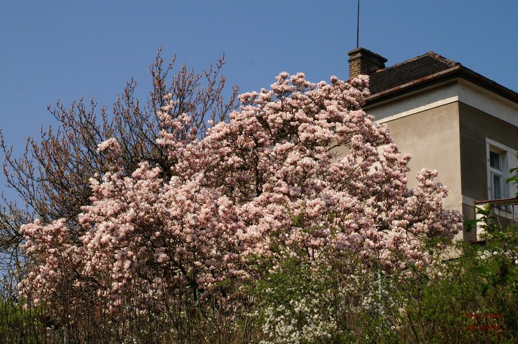 Praha-Stranice, magnolie nad zastvkou