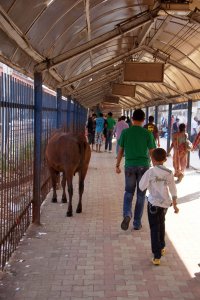 Obligátní výjev hinduistické Indie - posvátná kráva v příchodu na nástupiště (stanice Khar Road).